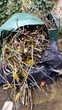 Bois merisier plusieurs longueurs  20 Montmorency (95)
