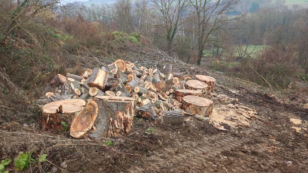 Bois de peuplier 0 Brussieu (69)