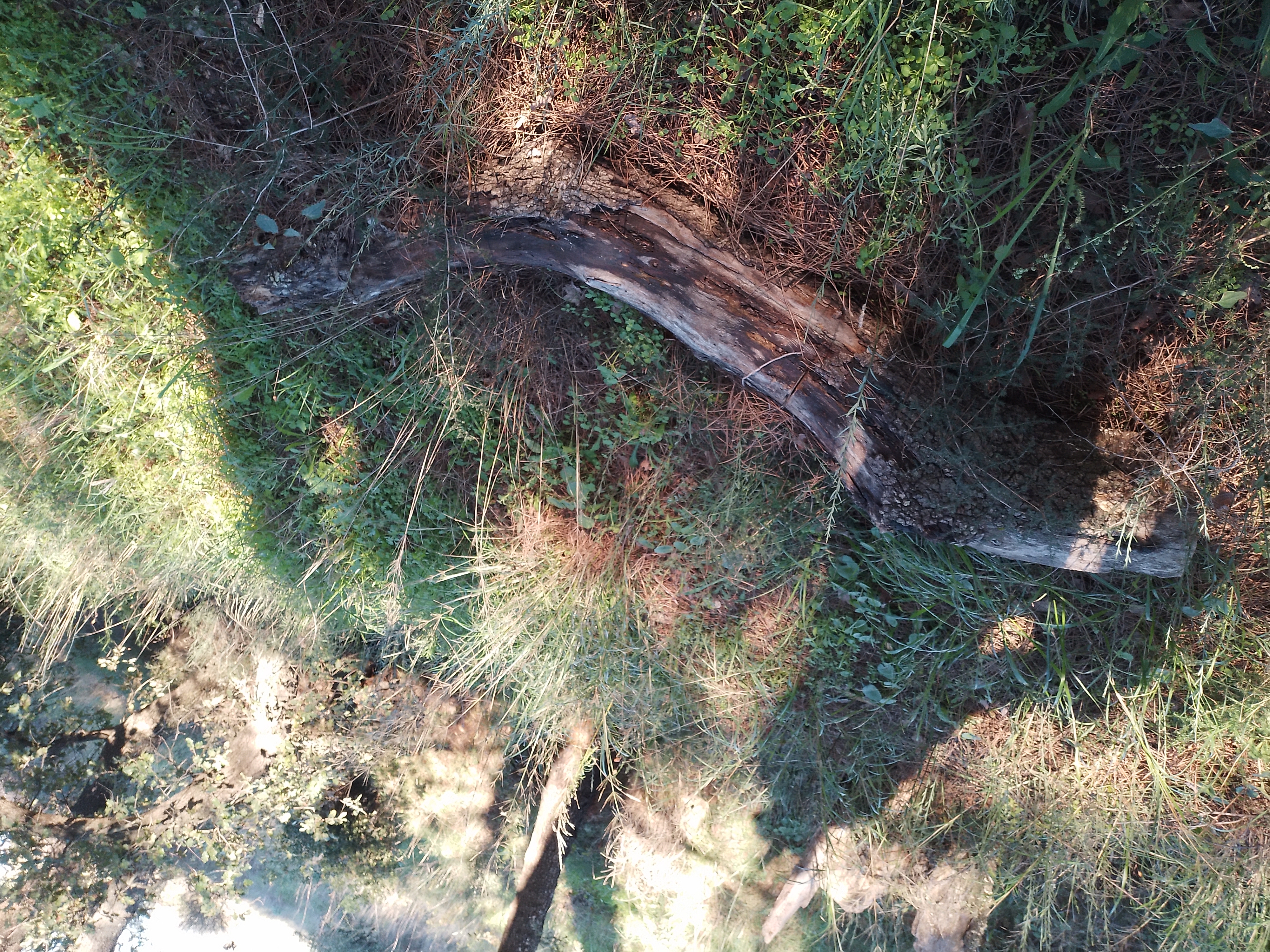 bois pour feux 0 Argel�s-sur-Mer (66)