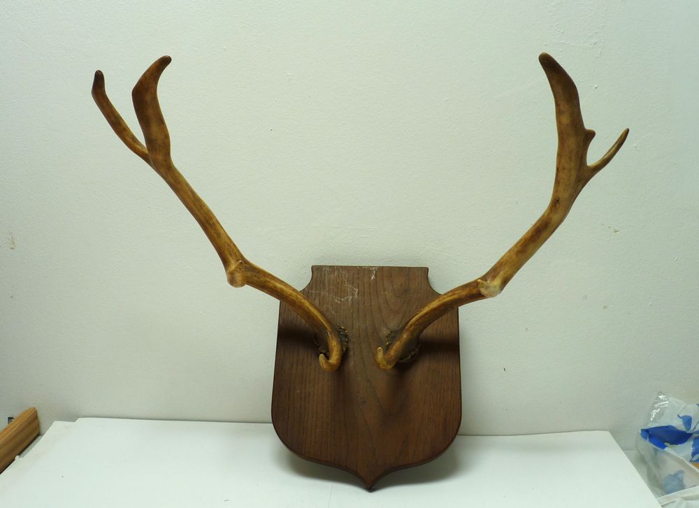 Bois v�ritables de chevreuil sur plaque de bois � accrocher 68 Saint-Maixent-l'�cole (79)