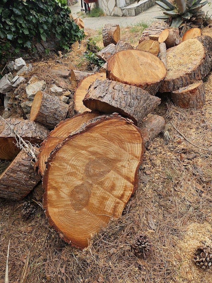 Bois de pin 20 Port-Saint-Louis-du-Rh�ne (13)