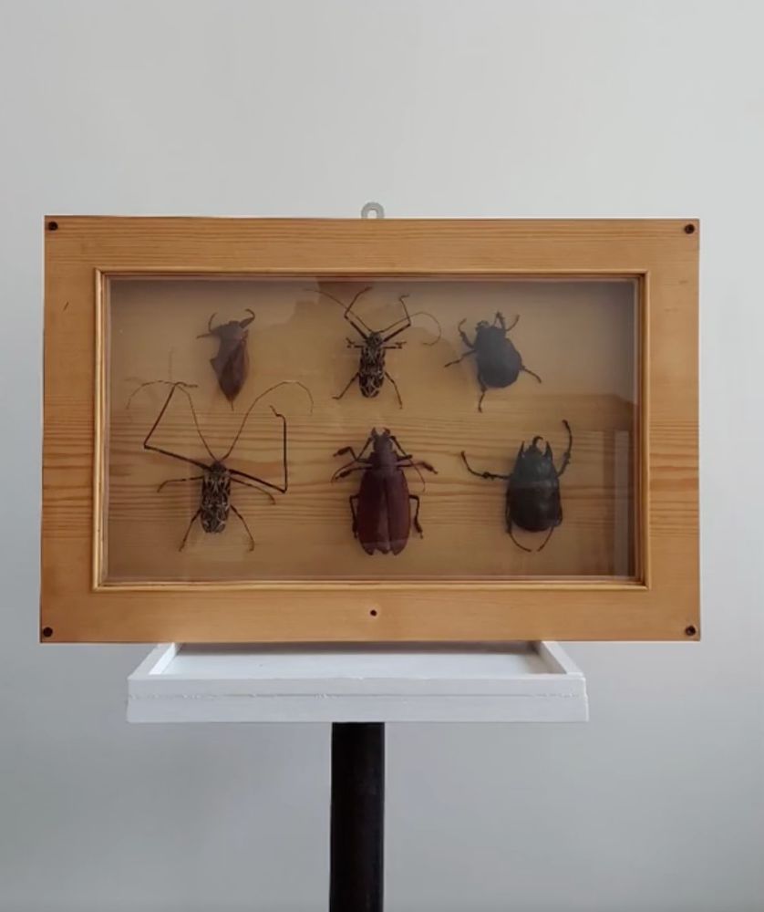 Bo�te entomologique d�corative contenant 6 insectes 300 Paris 3 (75)