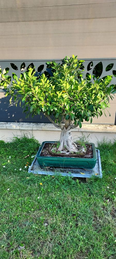 Bonsai Ficus 900 Villecresnes (94)