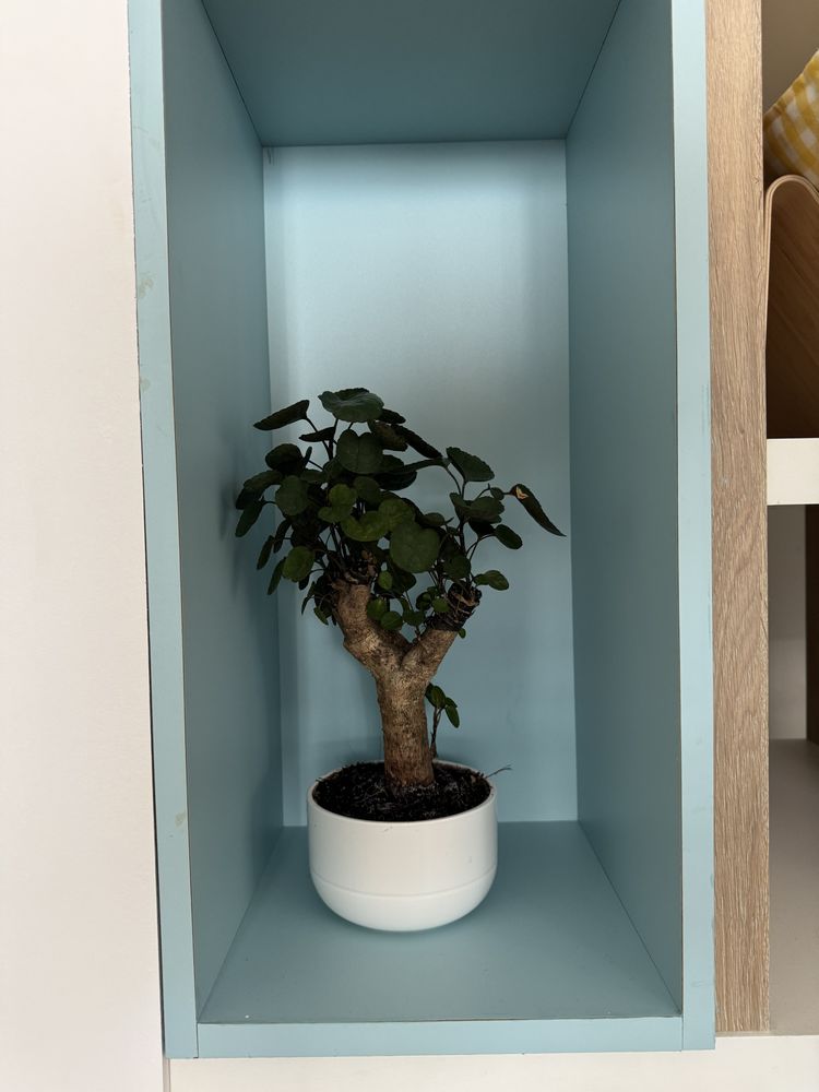 Bonsa� vivant dans un pot blanc �l�gant 0 Nice (06)