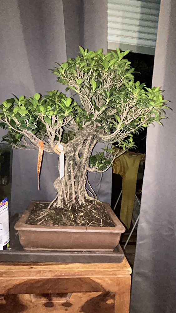 Bonsa� + 40 ans 499 Nice (06)