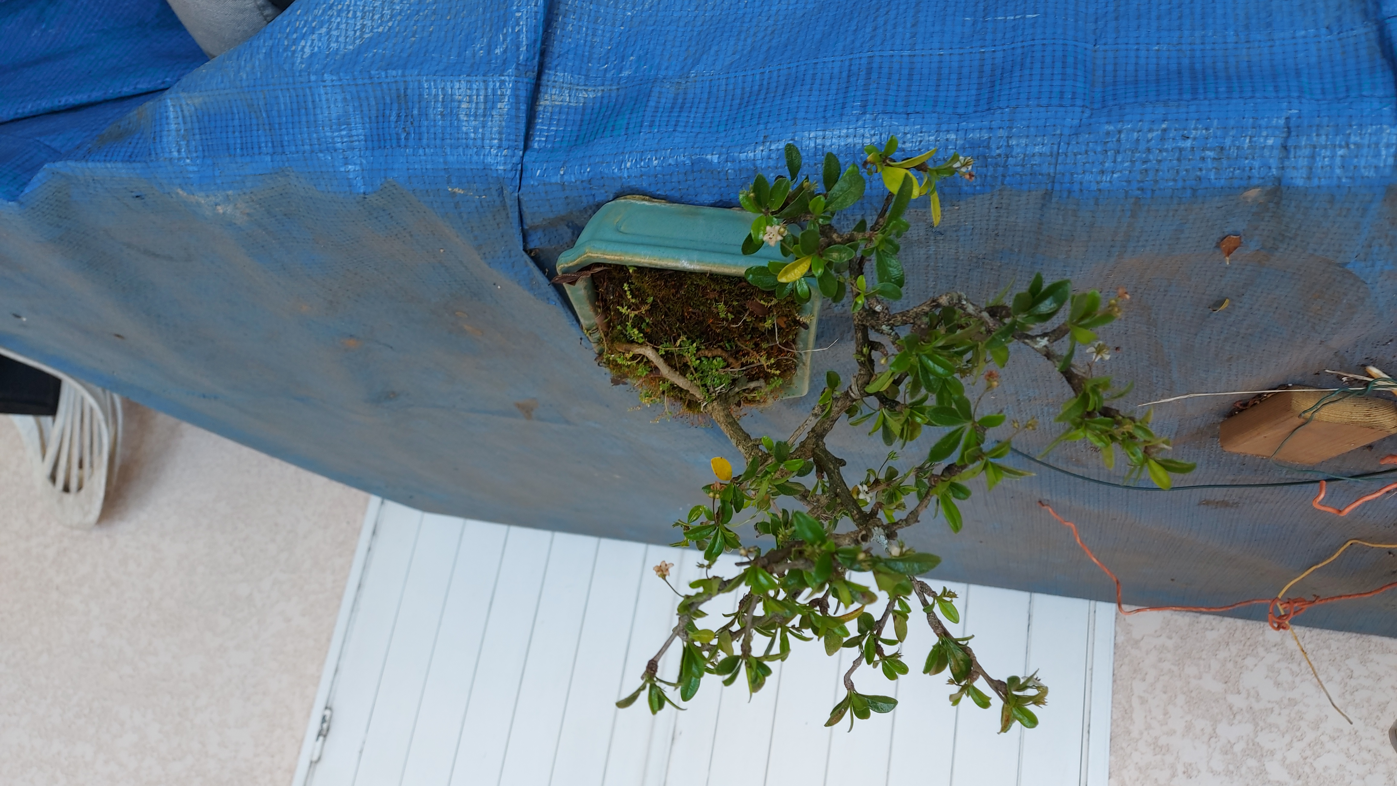 bonsa�s 100 La R�union (97)