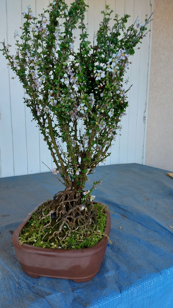 bonsa�s 15 La R�union (97)