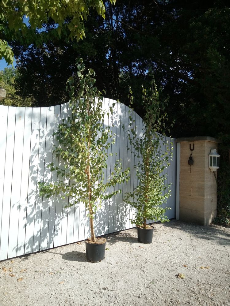Bouleau Blanc en container. ?????????? 30 Ch�teaurenard (13)