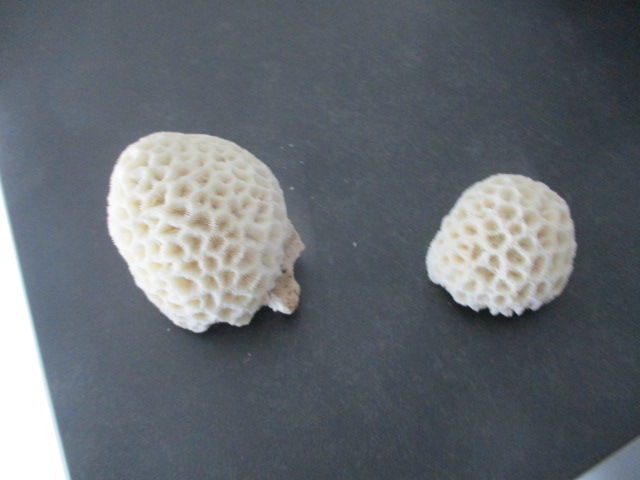 boules de corail 50 Castres (81)