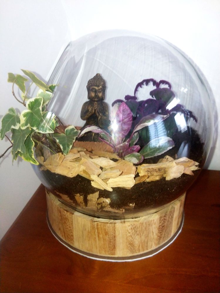 Boulle plante 35 Beauvais (60)