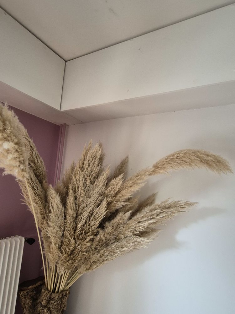 BOUQUET DE TIGE DE PAMPA 0 Chorges (05)