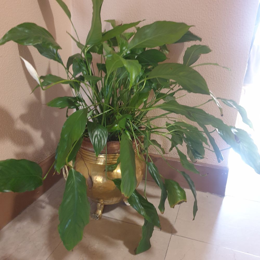 Bout de canape 25 Ch�lons-en-Champagne (51)