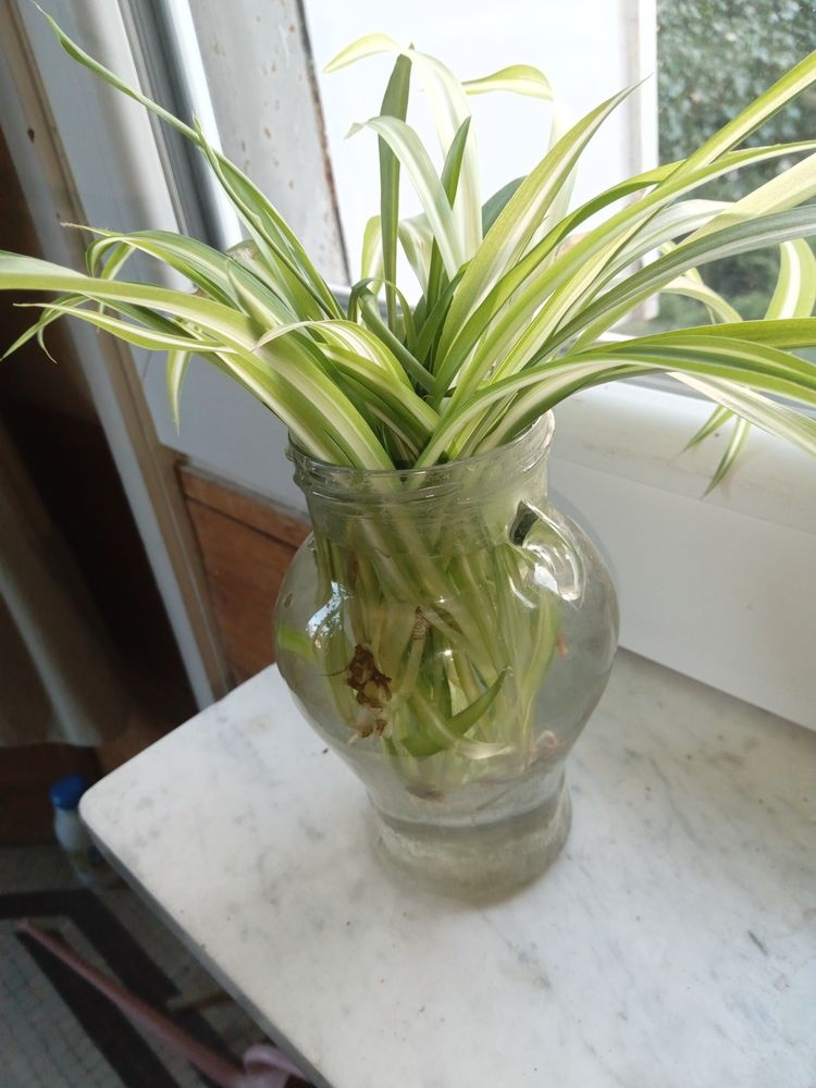 Lot 5 boutures de Chlorophytum plante verte pr�te � planter 1 Herblay (95)