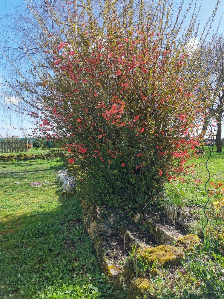 Boutures de Cognassier du Japon 3 Charleville (51)