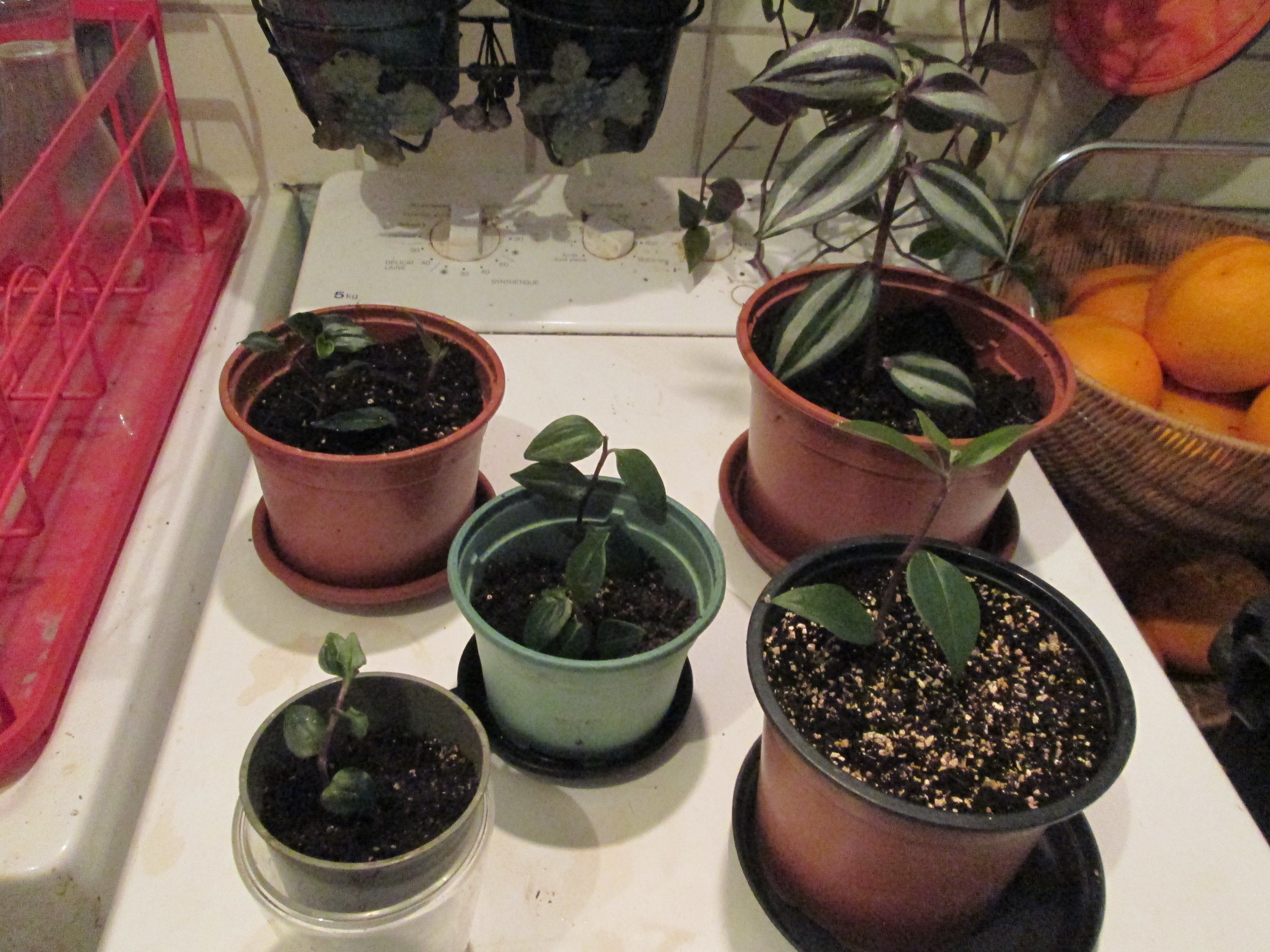 boutures de mis�re
0 Paris 20 (75)