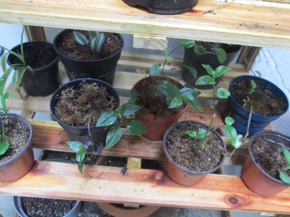 boutures de mis�re 0 Paris 20 (75)