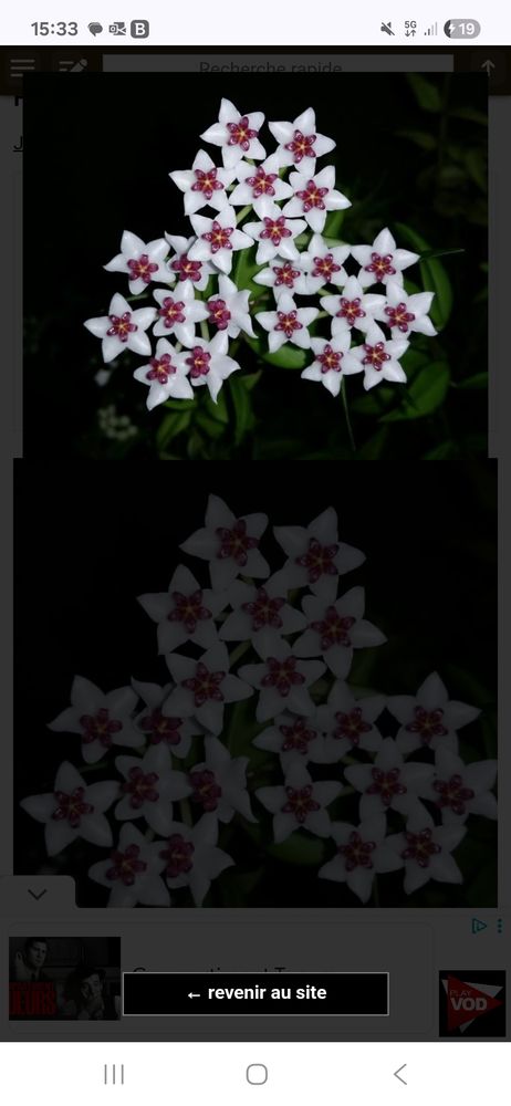 Boutures de plantes 3 Le Mans (72)