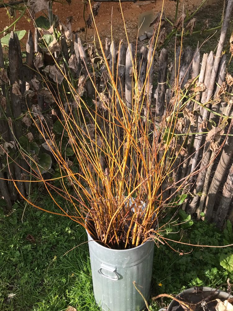 Boutures de saule 3 Moirans (38)