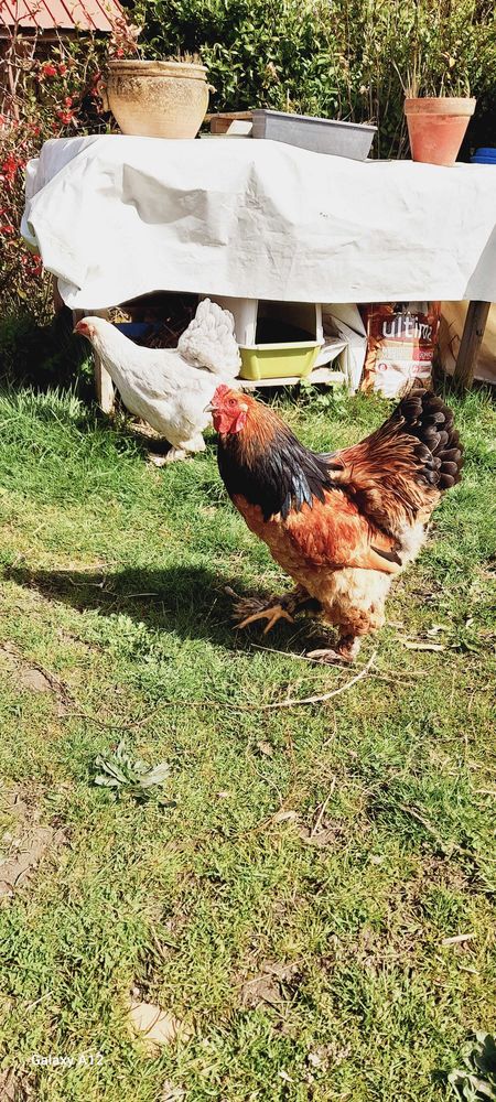 coq Brahma 25 Brigueuil (16)