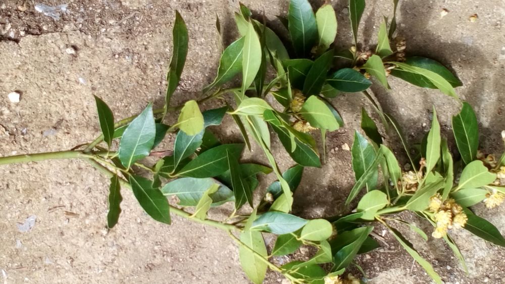 Branche de laurier sauce 0 Battrans (70)