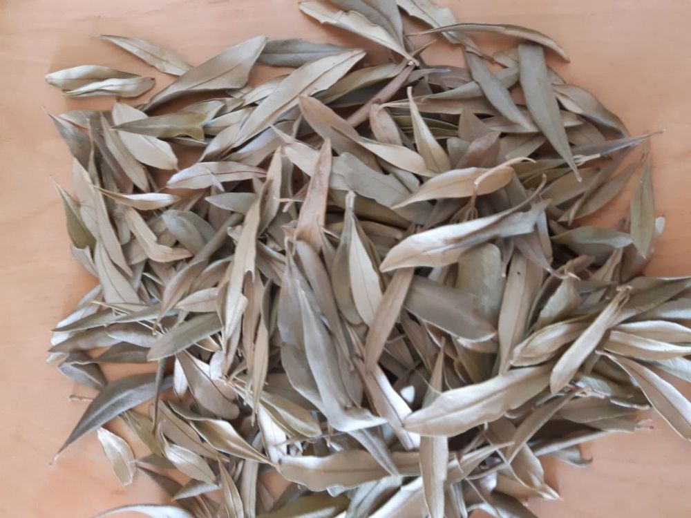 branches d'Olivier pour d�coction ou autres, les 2 grammes 1 La Seyne-sur-Mer (83)