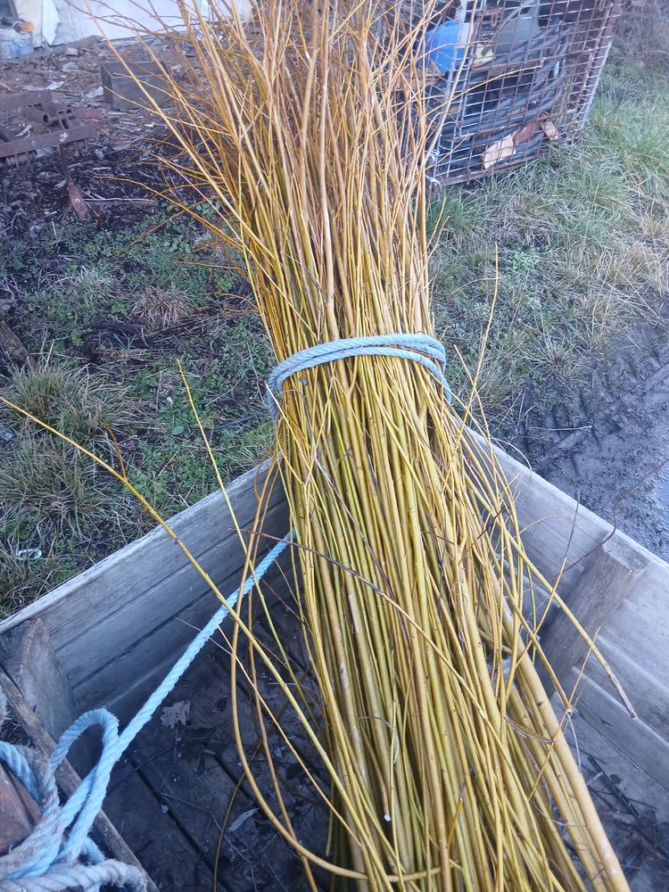 Brins d OSIER 1 Azay-le-Rideau (37)