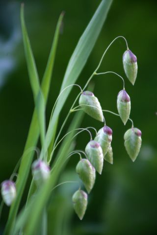 
Briza maxima   graines 1 Sainte-Genevi�ve-des-Bois (91)