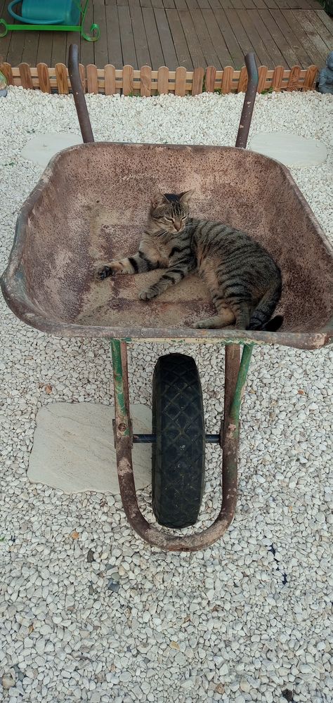 Brouette 10 Am�lie-les-Bains-Palalda (66)