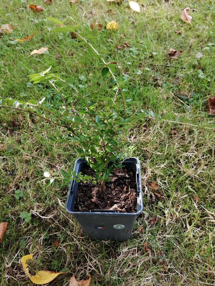 buis lonicera ligustrinal wall en pot 2 Bains-sur-Oust (35)