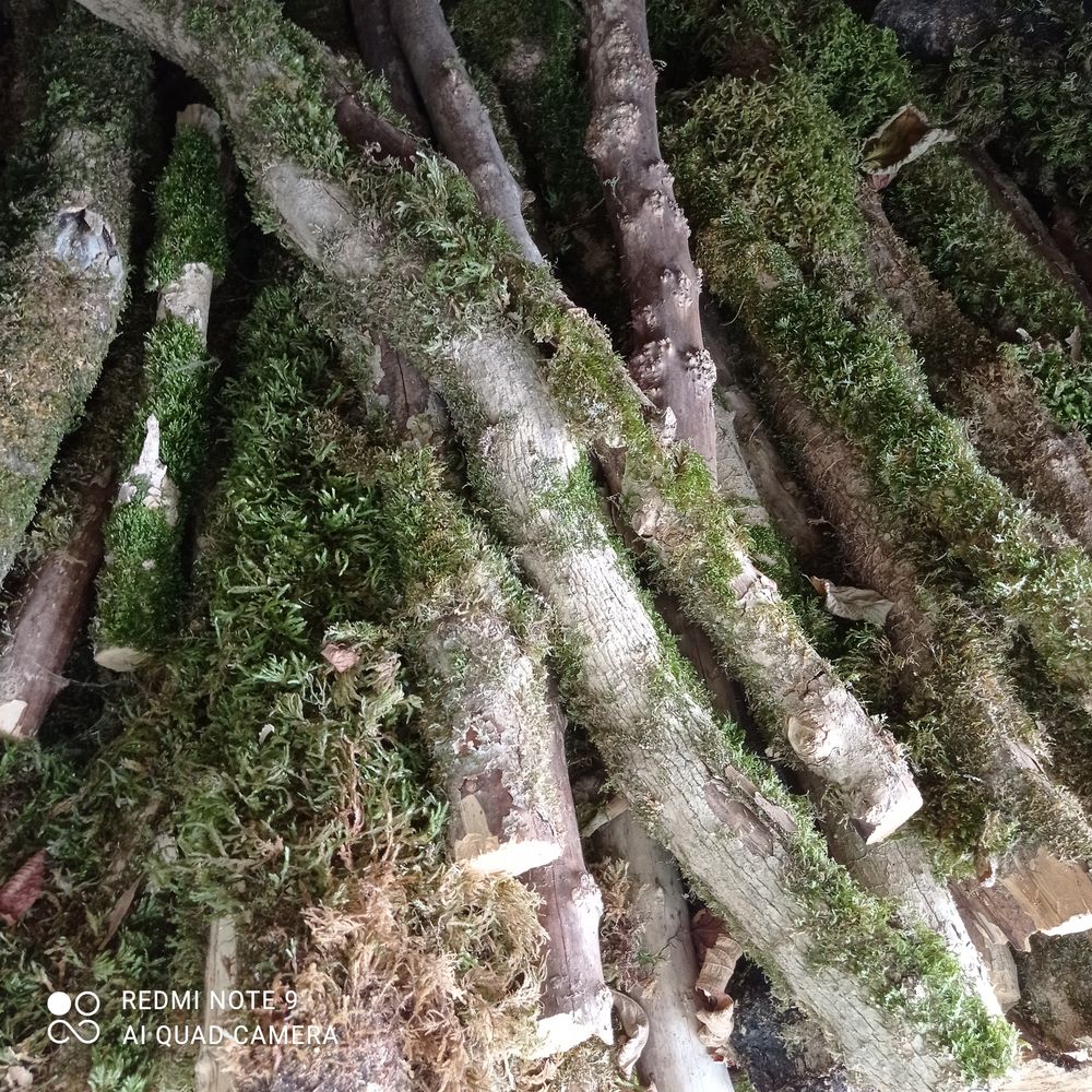 buis sec 1 Prat-Bonrepaux (09)