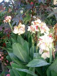 3 bulbes de canna blanc 3 Rampoux (46)