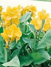 3 bulbes de canna couleur jaune 3 Lavercanti�re (46)