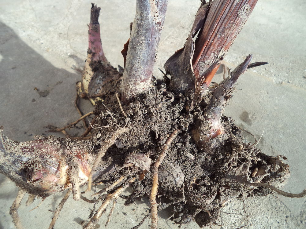 Bulbes de Cannas rouge beau feuillage 2 Villenoy (77)