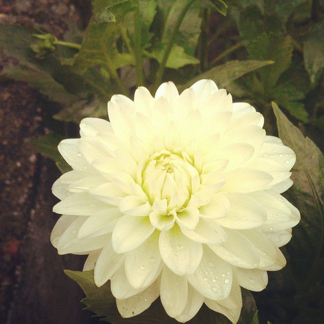 2 bulbes de dahlia blanc 3 Lavercanti�re (46)