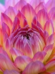 2 bulbes de dahlia jaune 3 Salviac (46)