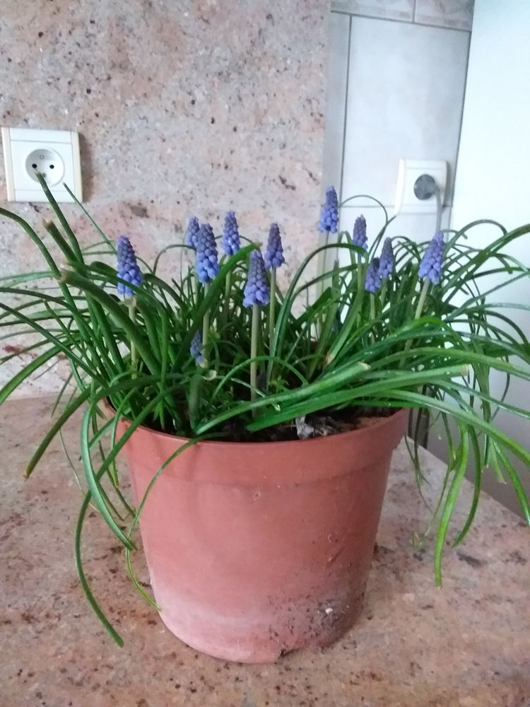 Bulbes de muscari 3 Tournay (65)