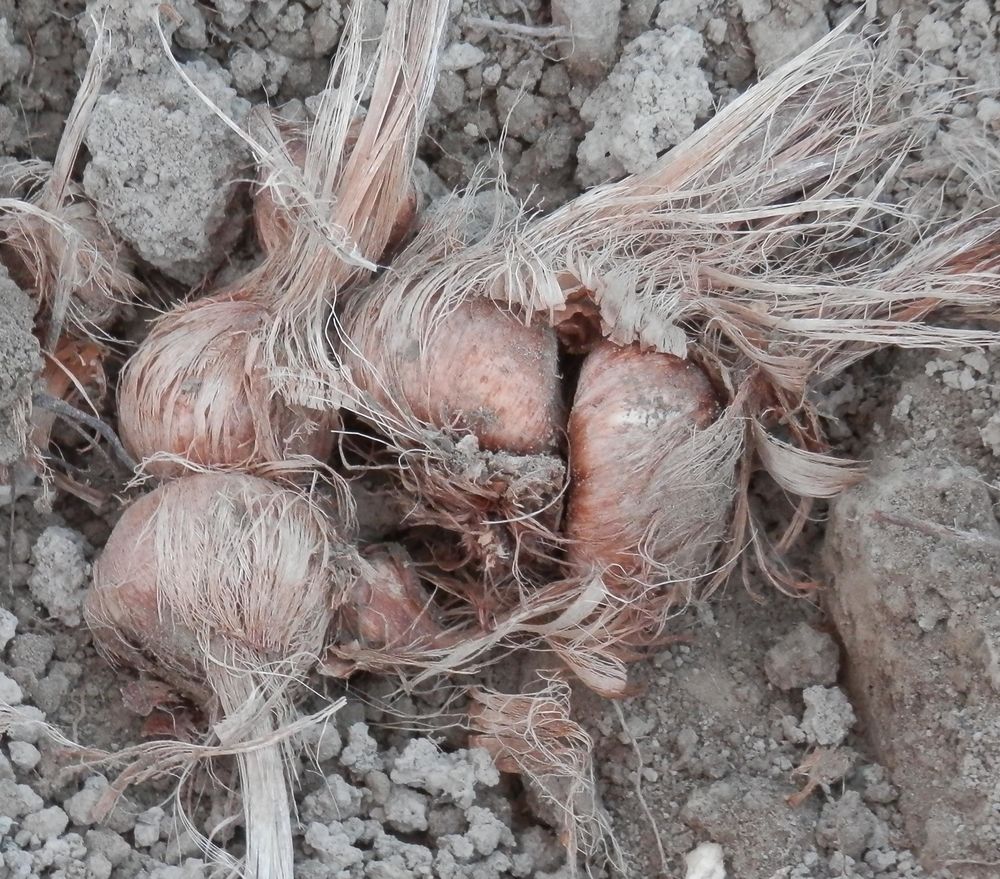 bulbes de safran pour �t� 2019 30 Noyers-sur-Jabron (04)