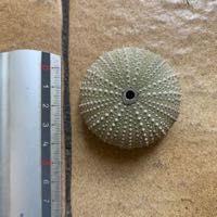 cabinet curiosit� squelette d'oursin coquillage d�co loft 20 Villeurbanne (69)