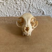 cabinet curiosit� taxidermie crane de chat 75 Villeurbanne (69)