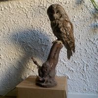 cabinet curiosit� taxidermie chouette empaill�e 499 Villeurbanne (69)