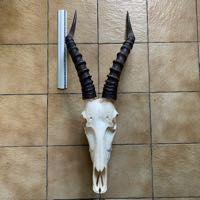 cabinet curiosit� troph�e chasse crane damalisque taxidermie 450 Villeurbanne (69)