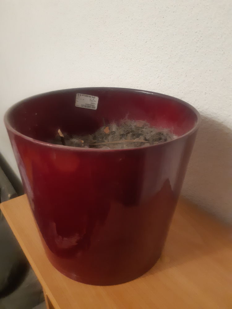 Cache pot ou Pot rardiland diam�tre 22cm avec terre dedans 9 Montb�liard (25)