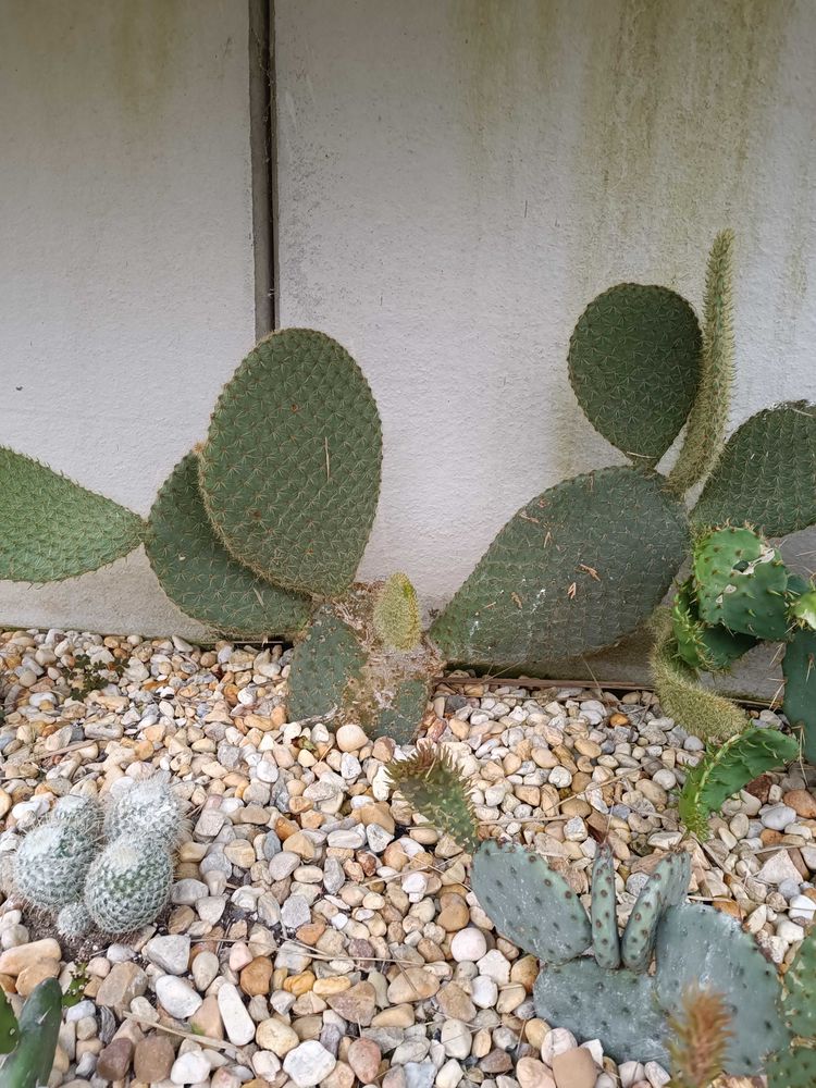 cactus agave 5 Roches-Bettaincourt (52)
