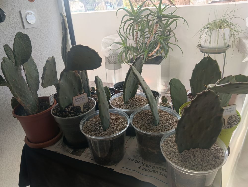 Cactus barbarie raquette 8 La Grande-Motte (34)