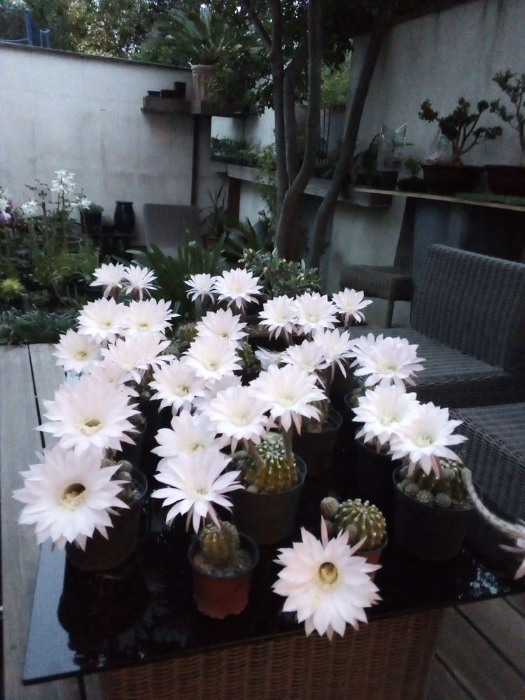 cactus boules de moise �chinopsis oxygona moyens et petits 12 Montpellier (34)