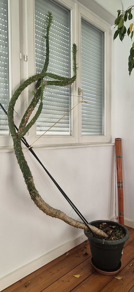 cactus � la forme extraordinaire 0 Illkirch-Graffenstaden (67)