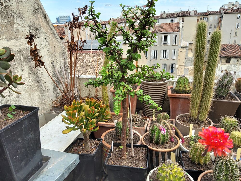 Cactus et plantes grasses : portulacaria afra, jeune double  3 Aix-en-Provence (13)