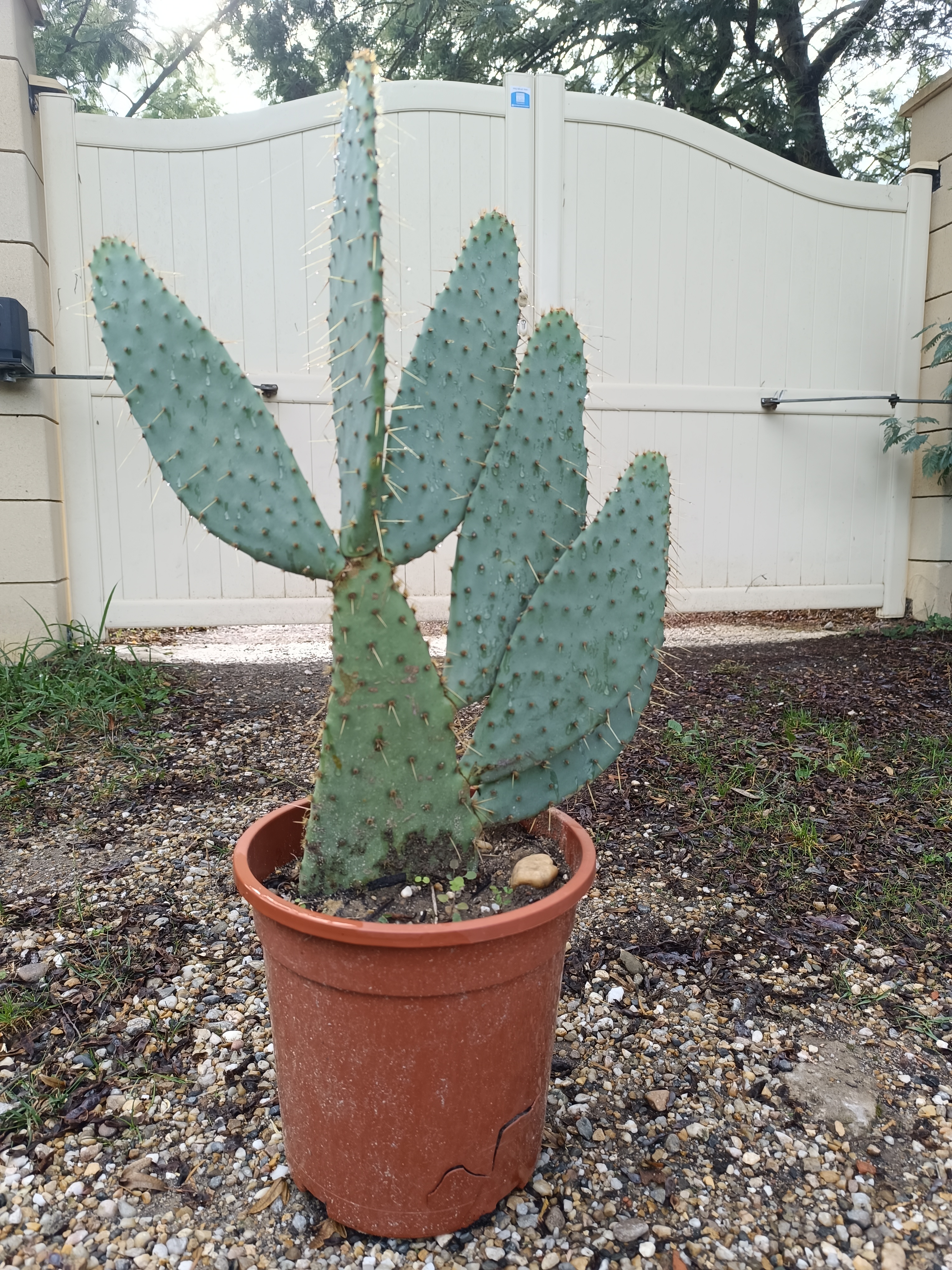 Cactus raquettes longues fleurs orange 30 Sadirac (33)