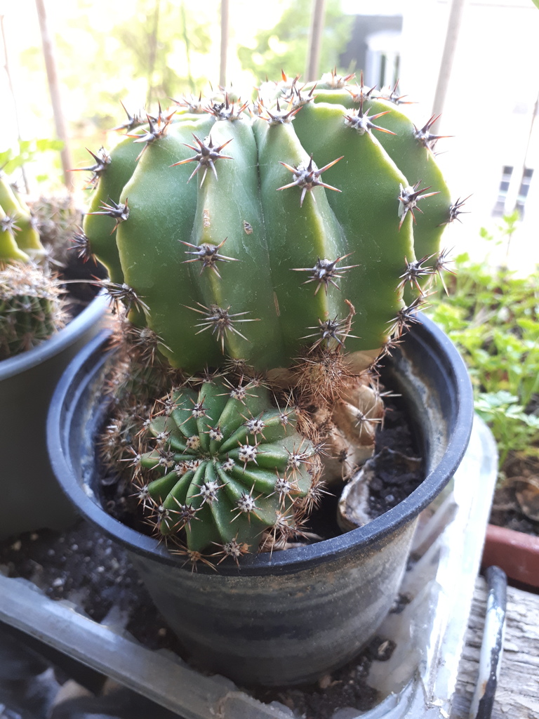 Cactus Vert en Pot 2 Paris 18 (75)