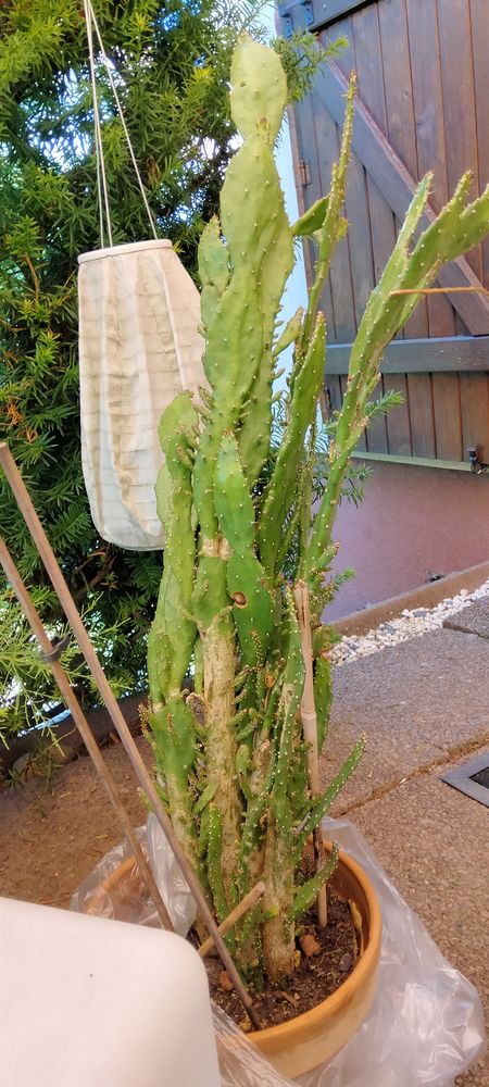 Cactus  15 Brumath (67)